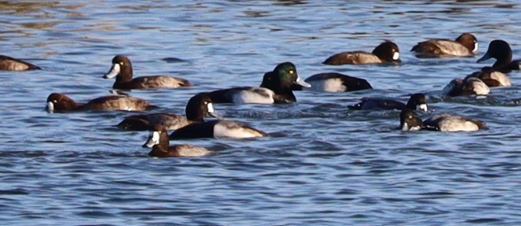Greater Scaup - ML612339818