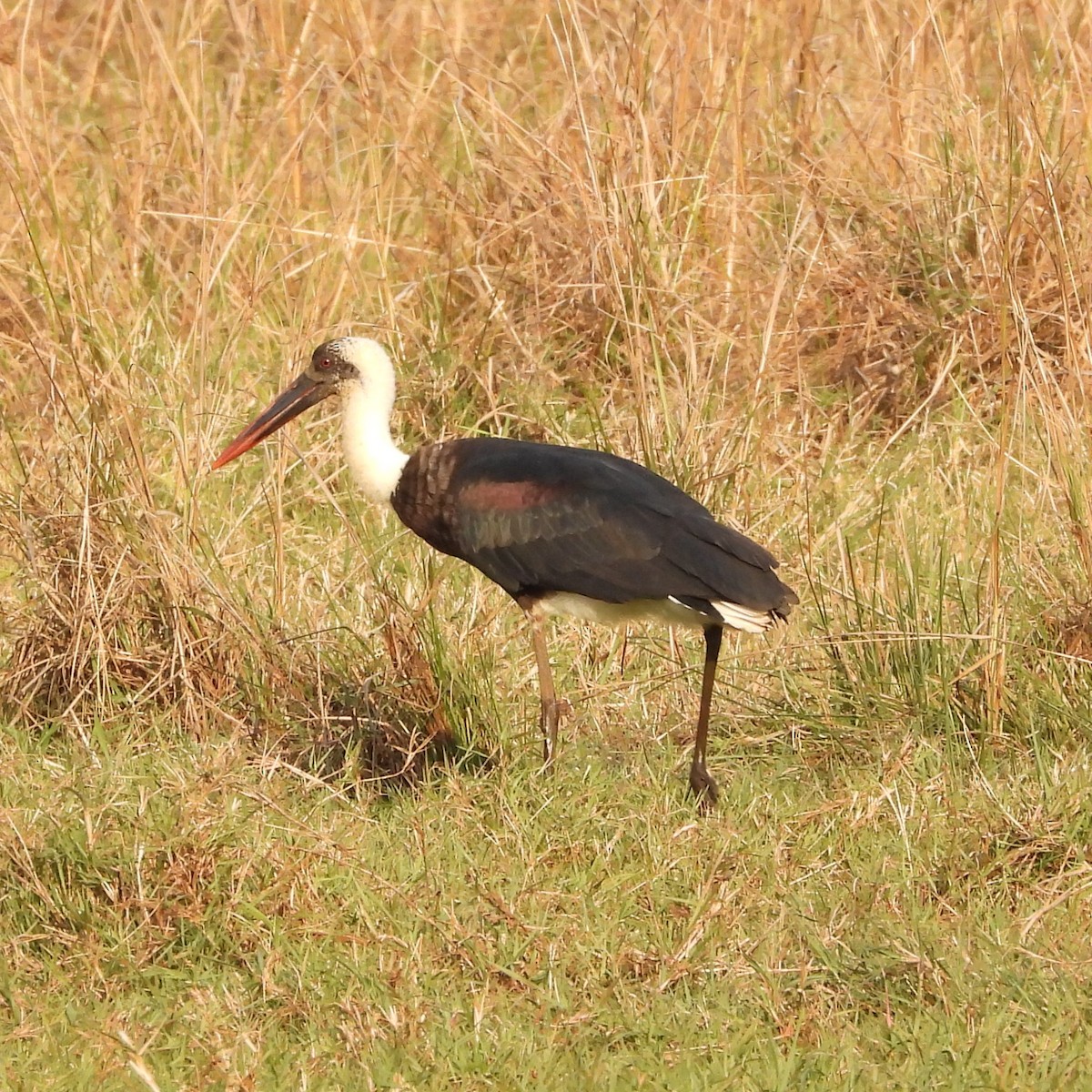African Woolly-necked Stork - ML612339880