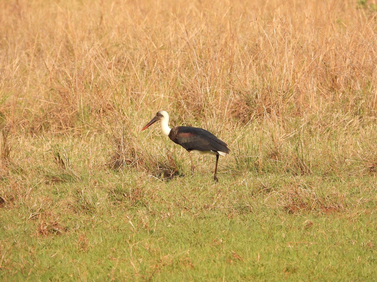 African Woolly-necked Stork - ML612339898