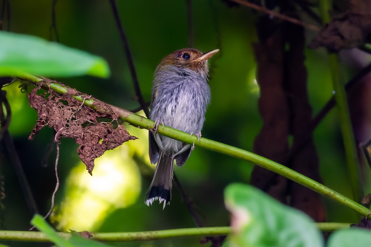 Fork-tailed Pygmy-Tyrant - João Vitor Andriola