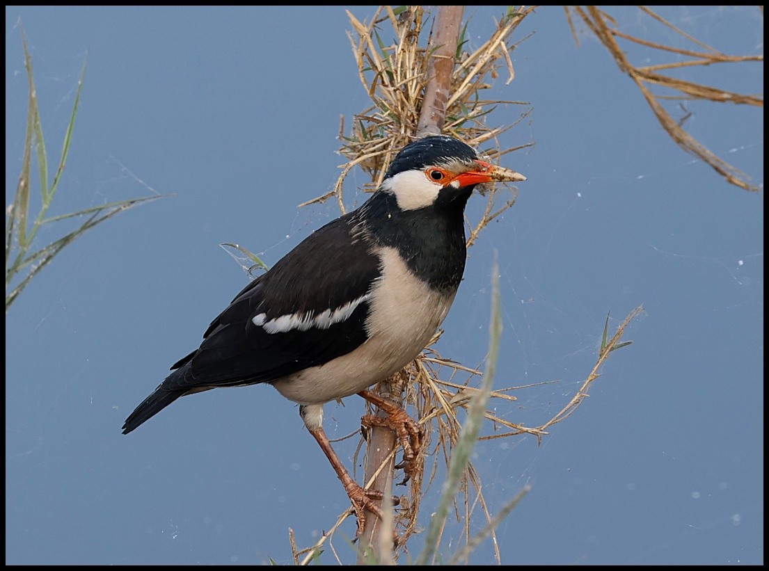 Indian Pied Starling - ML612340004