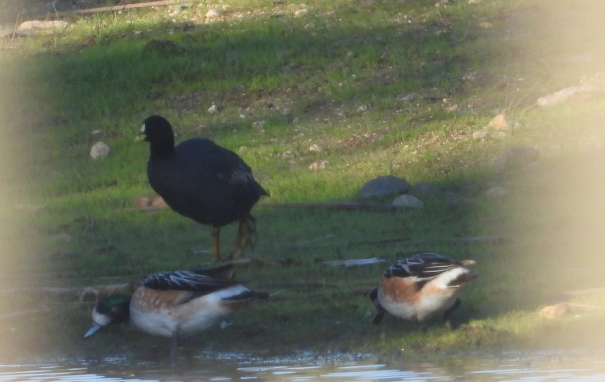 Chiloe Wigeon - ML612340010