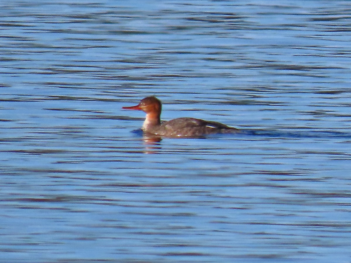 Red-breasted Merganser - ML612340155