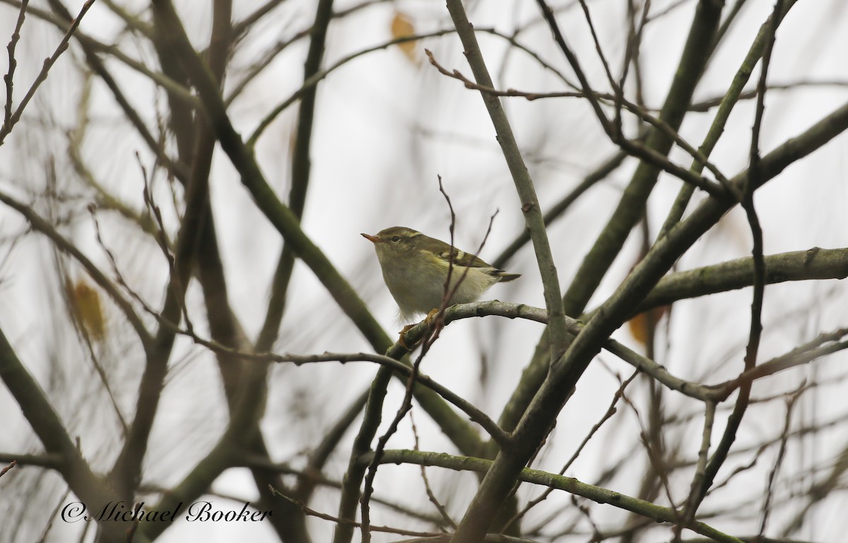 Yellow-browed Warbler - ML612340321