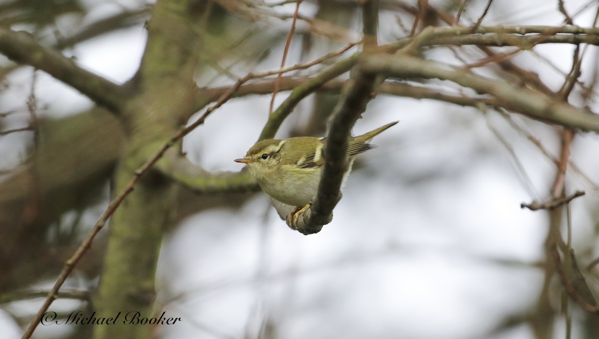 Yellow-browed Warbler - ML612340322