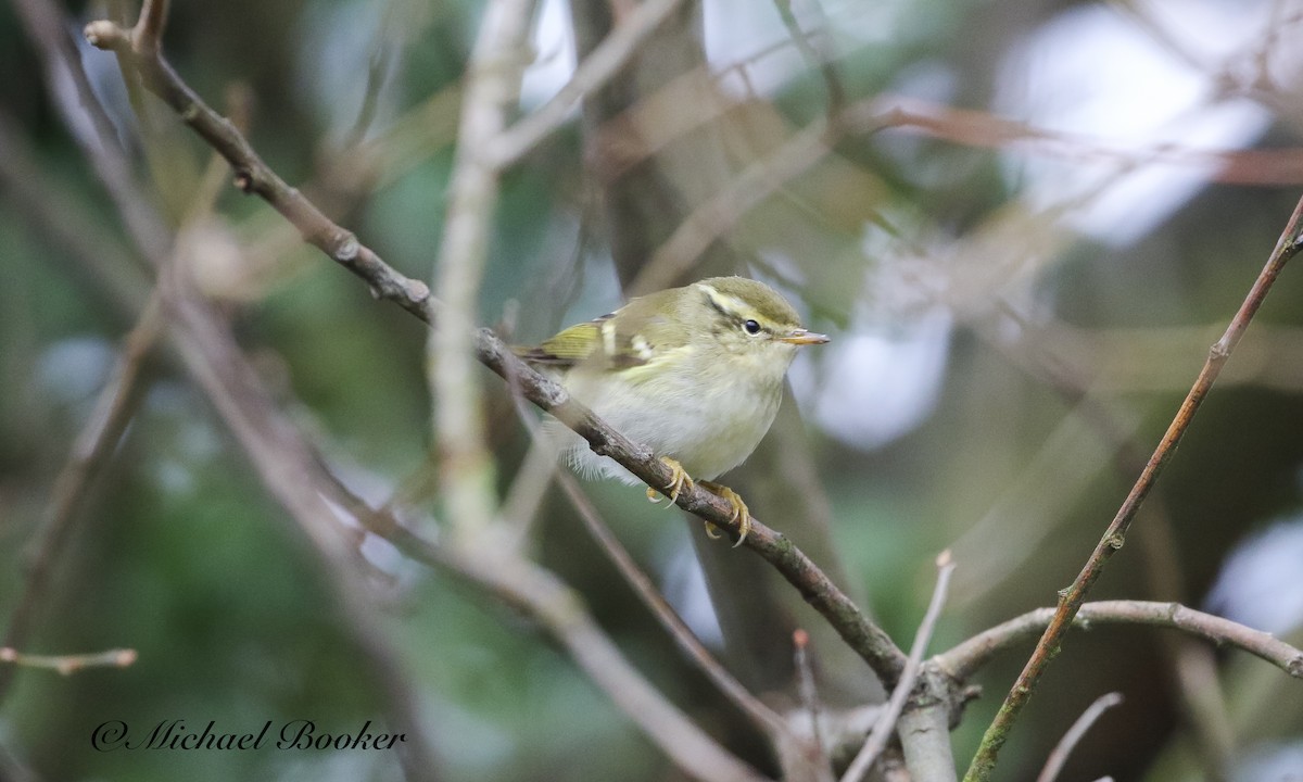 Yellow-browed Warbler - ML612340323