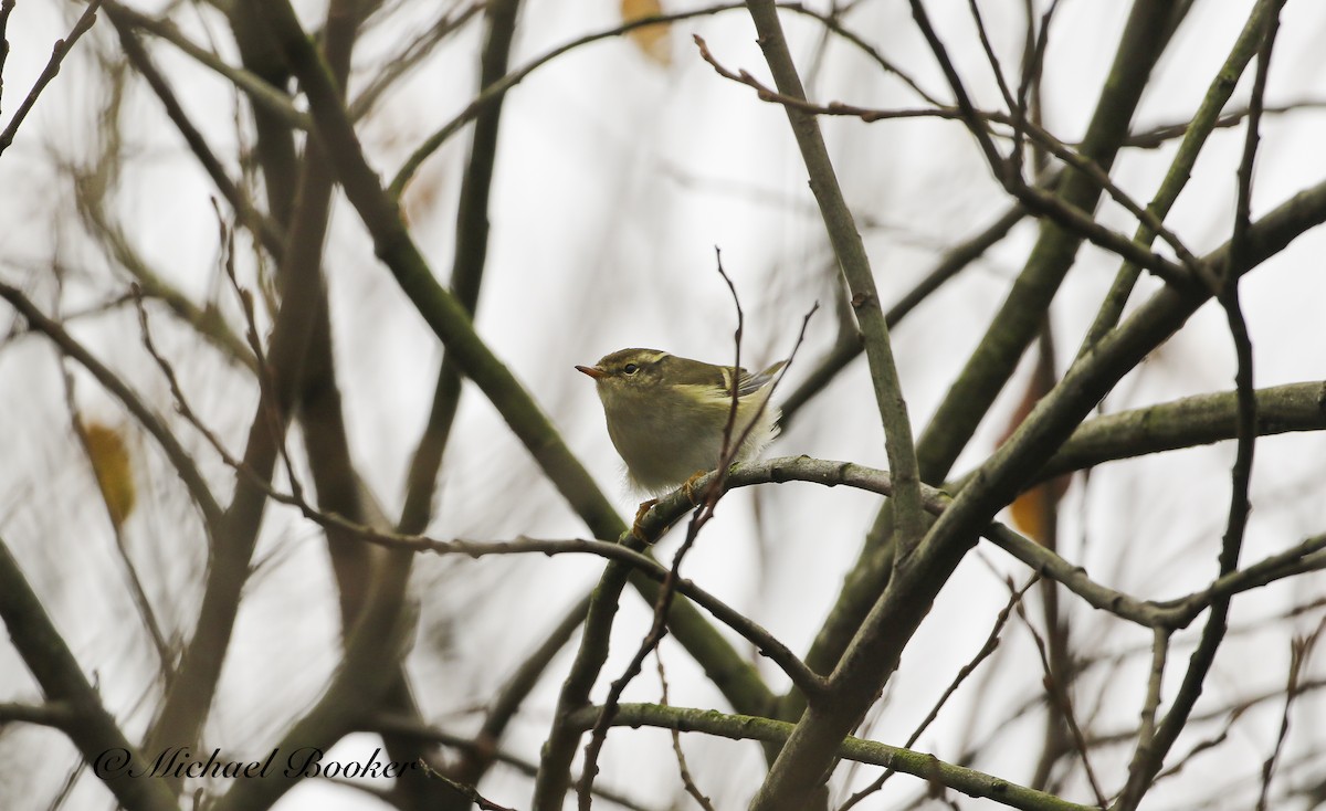 Yellow-browed Warbler - ML612340324