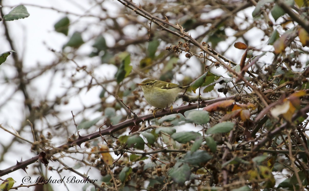 Yellow-browed Warbler - ML612340325