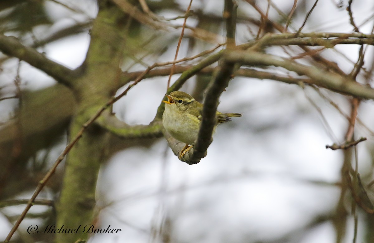 Yellow-browed Warbler - ML612340326