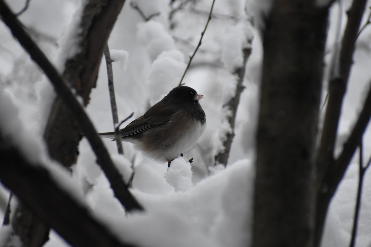 Dark-eyed Junco (Oregon) - ML612340392