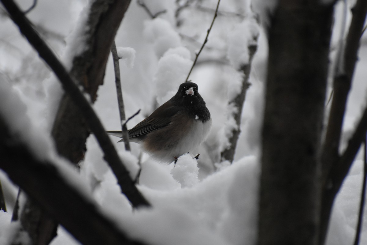 Dark-eyed Junco (Oregon) - ML612340393