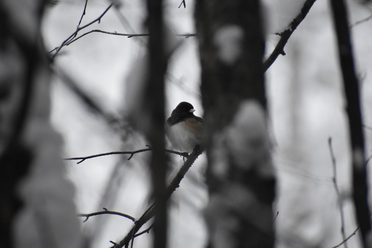 Dark-eyed Junco (Oregon) - ML612340394