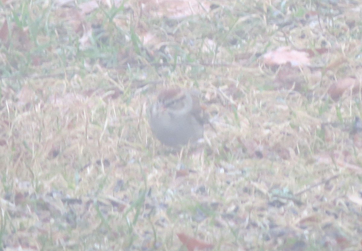 Chipping Sparrow - ML612340494