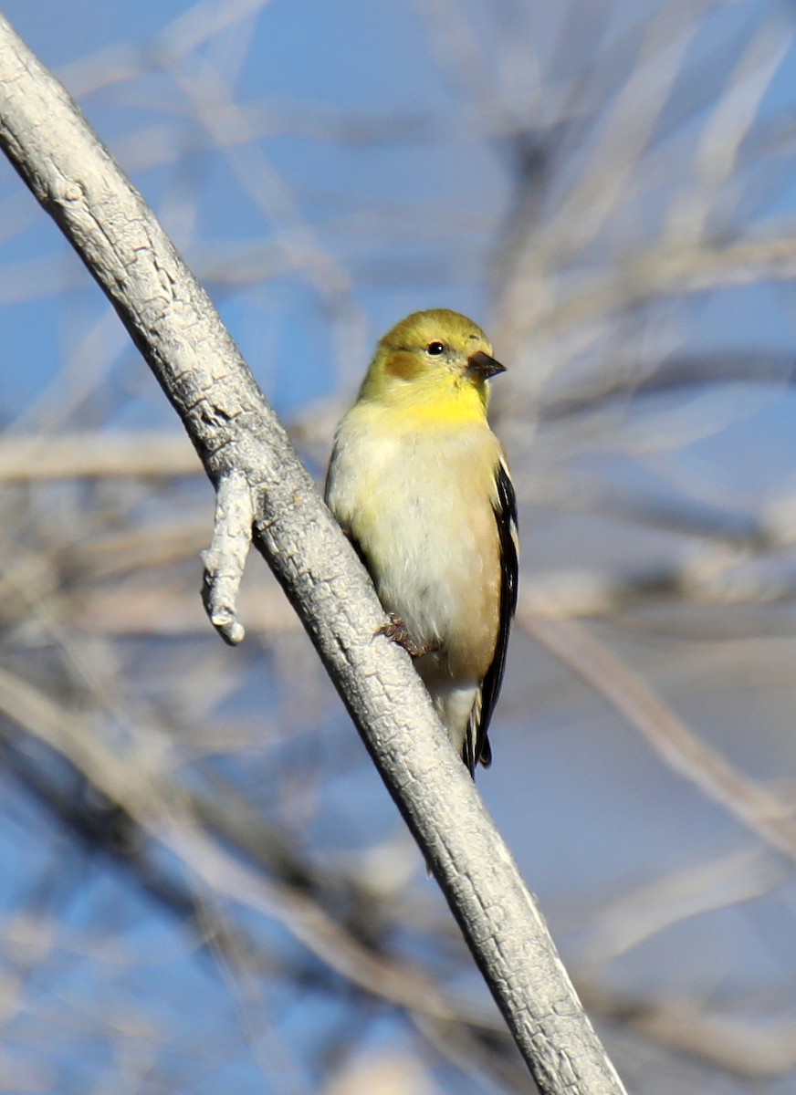 American Goldfinch - Elizabeth Winter