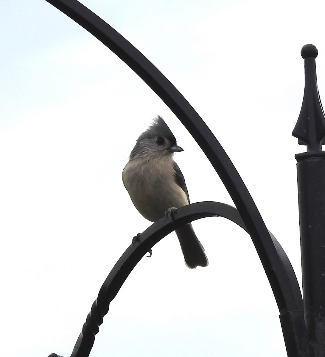 Tufted Titmouse - ML612340524