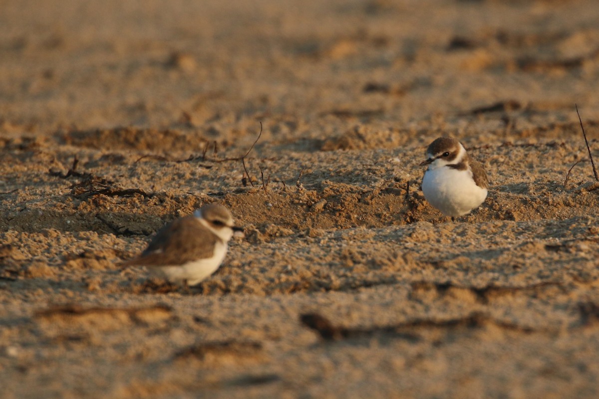 Kentish Plover - ML612340561