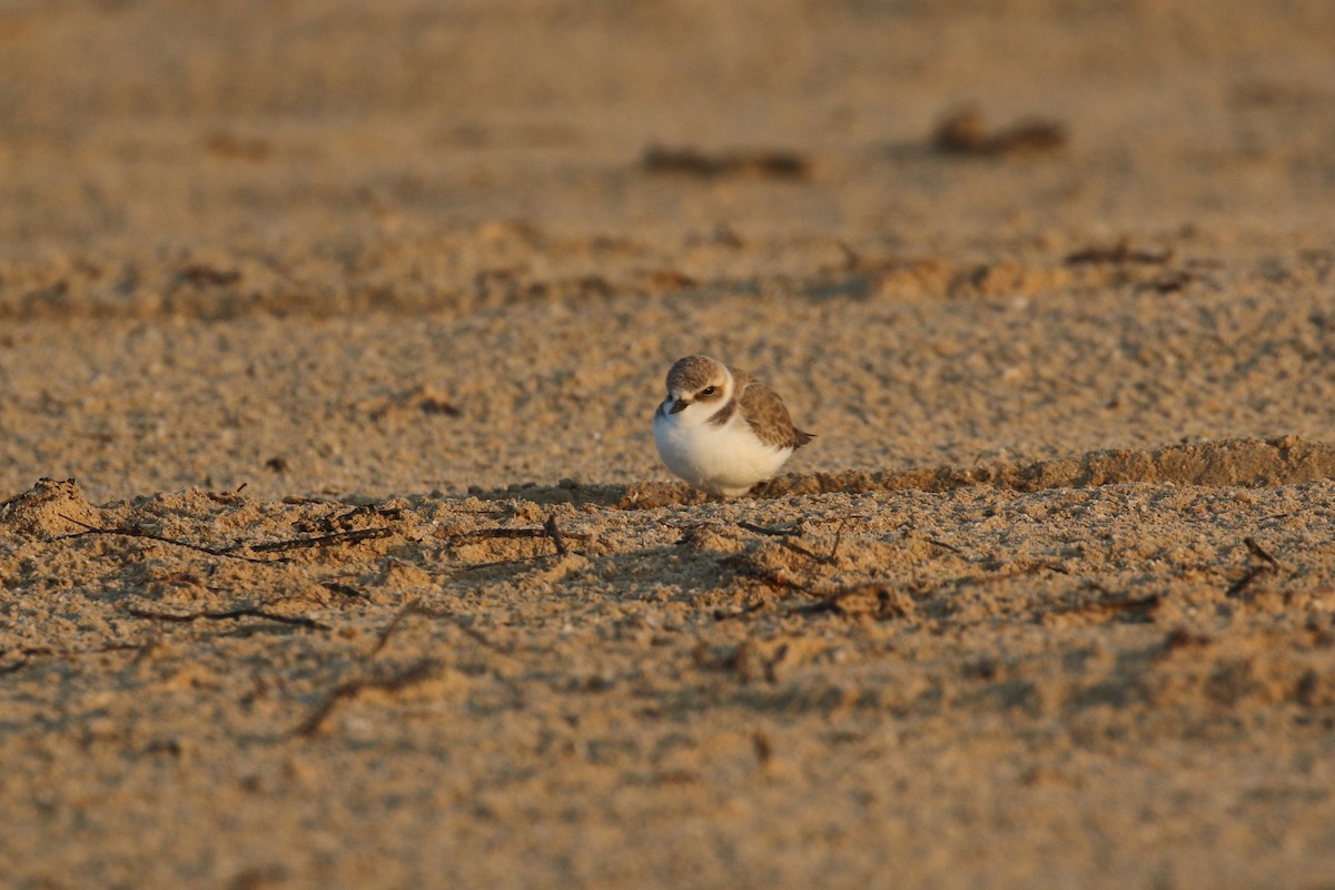 Kentish Plover - ML612340563