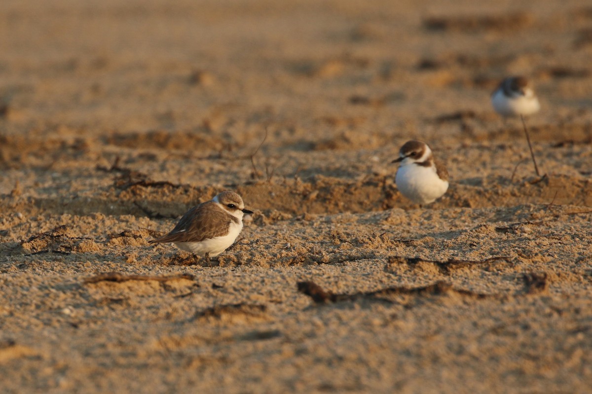 Kentish Plover - Oscar Campbell