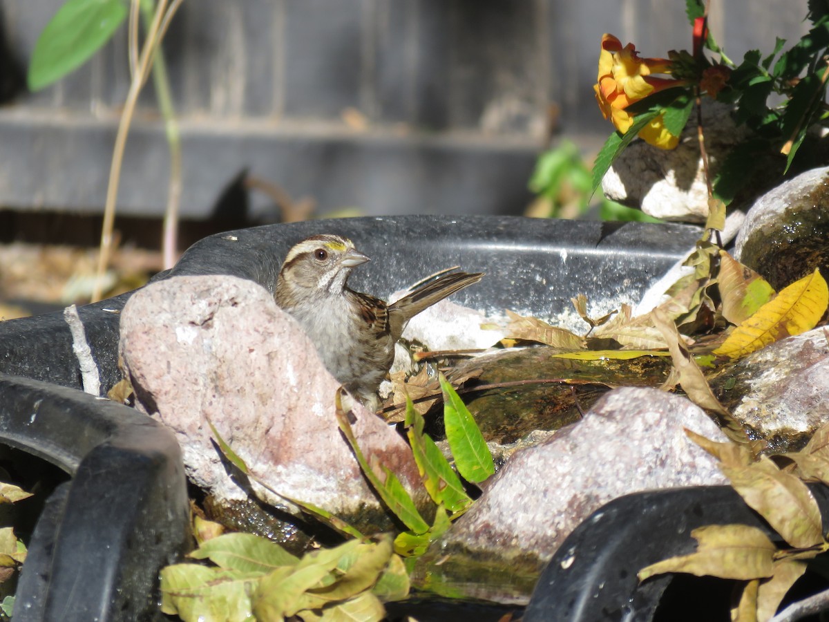 White-throated Sparrow - John Yerger