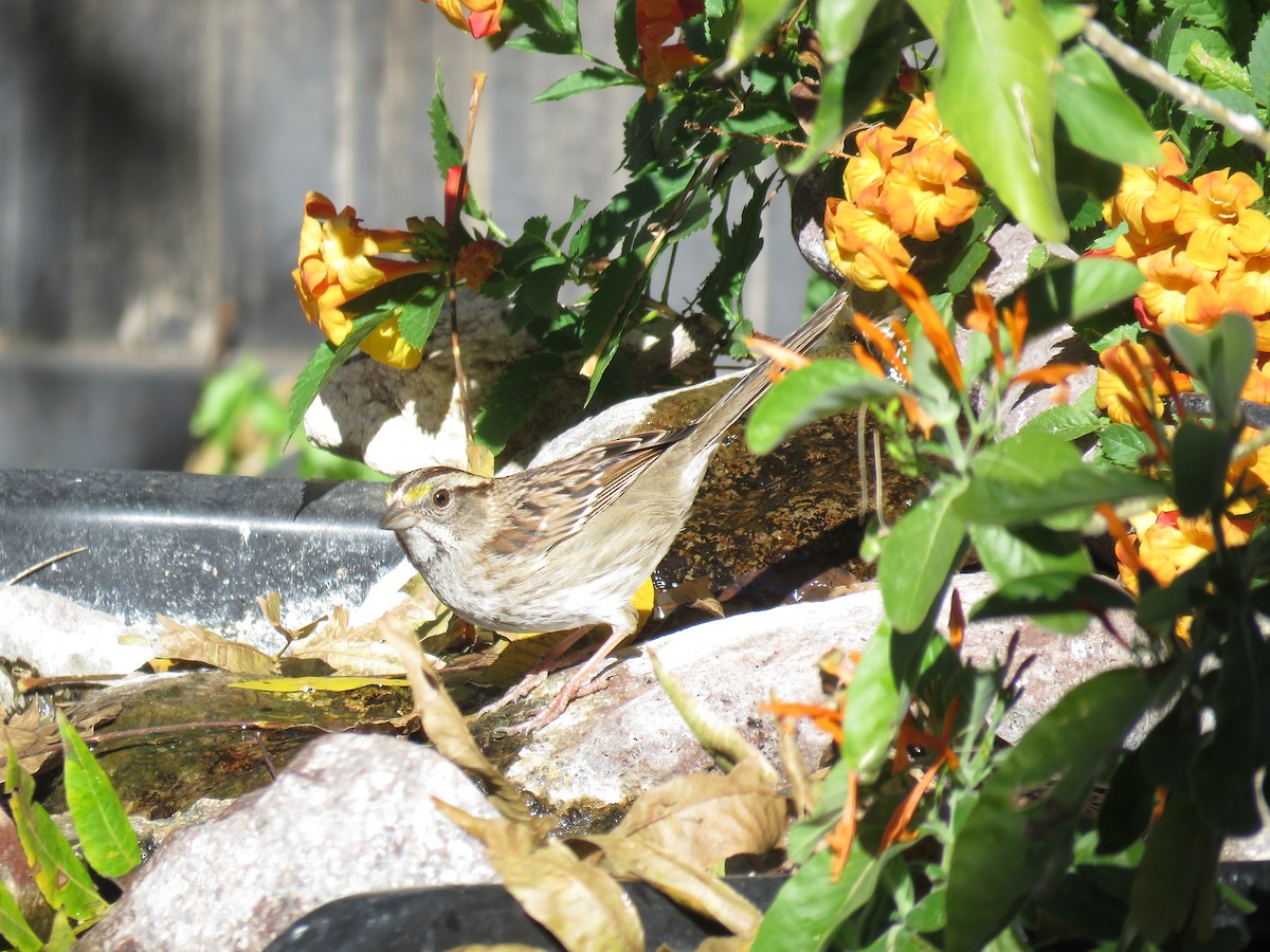 White-throated Sparrow - John Yerger