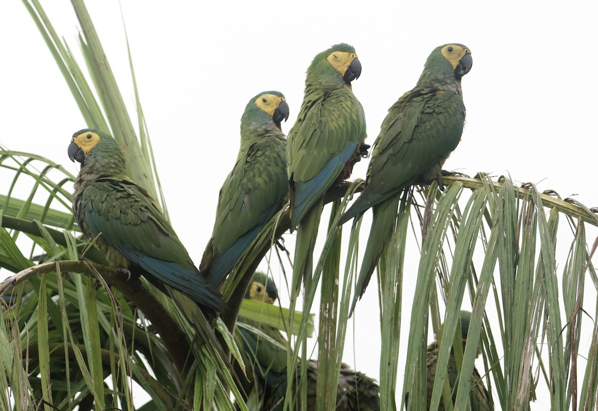 Red-bellied Macaw - John Gregory