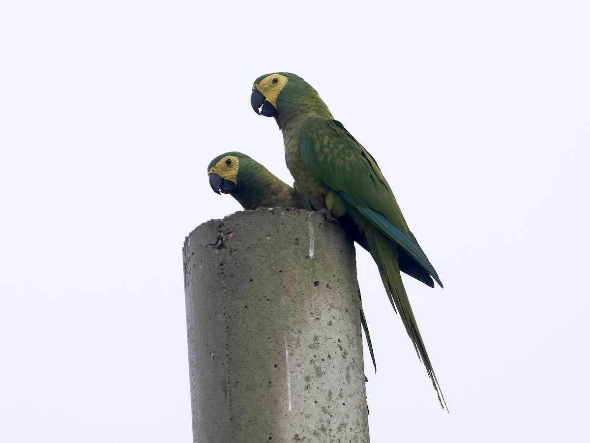 Red-bellied Macaw - ML612340722