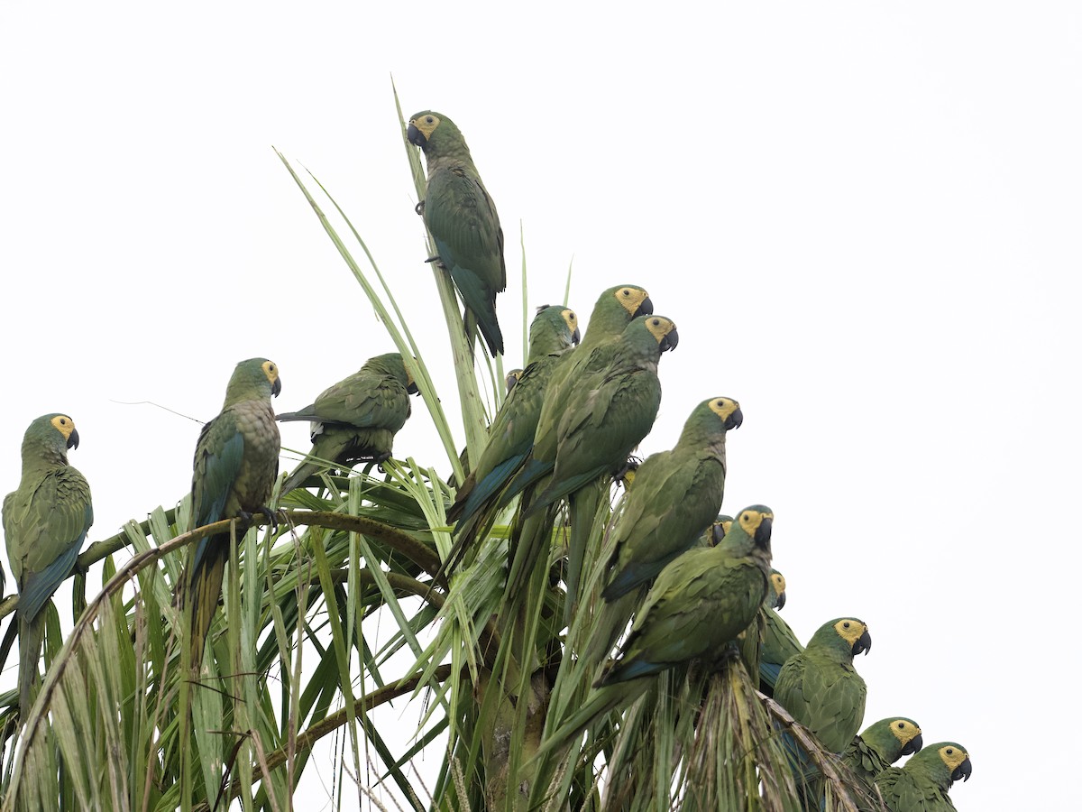 Red-bellied Macaw - John Gregory