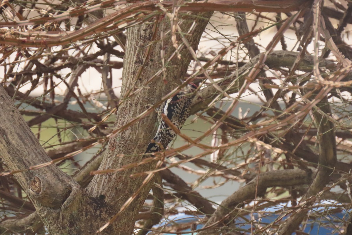 Yellow-bellied Sapsucker - ML612340735