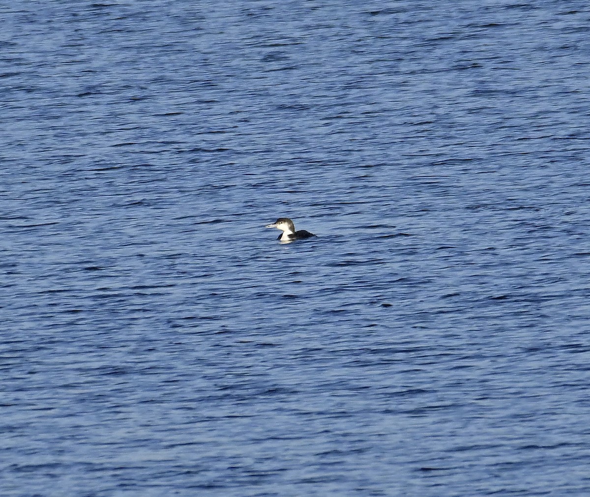 Common Loon - Eric Titcomb