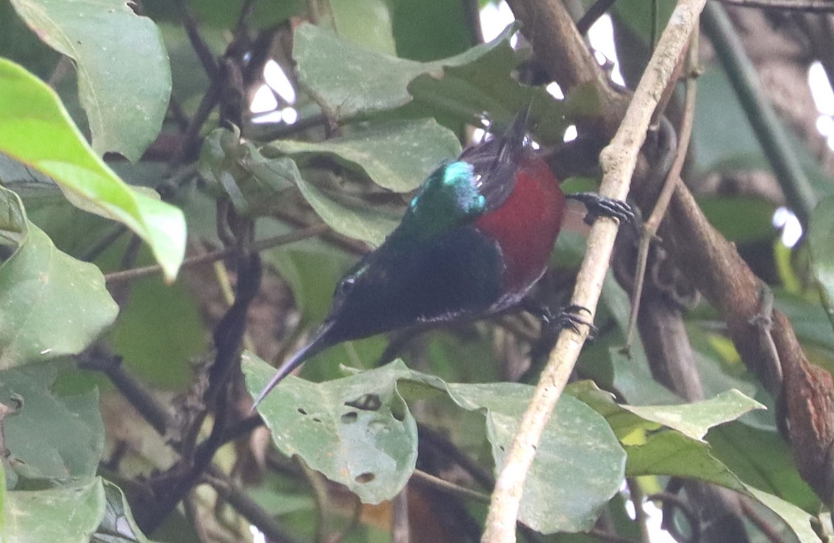 Superb Sunbird - ML612340860