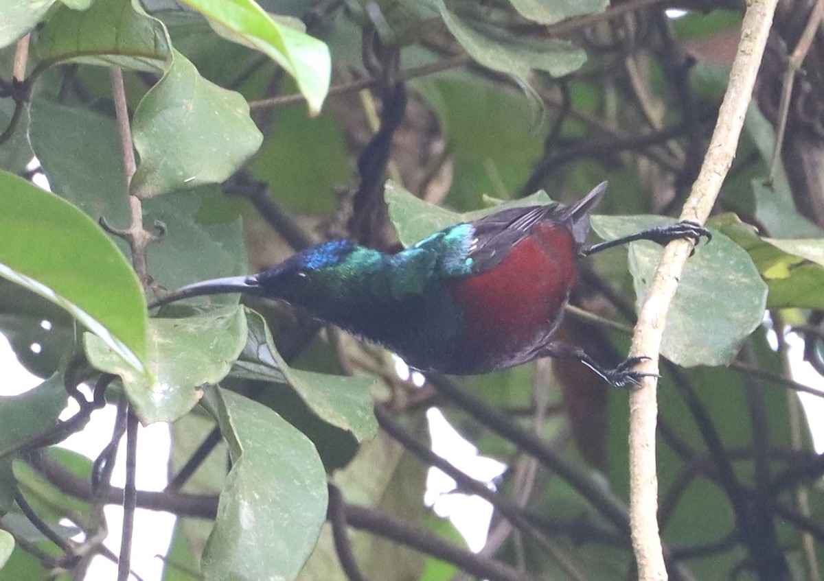 Superb Sunbird - ML612340861