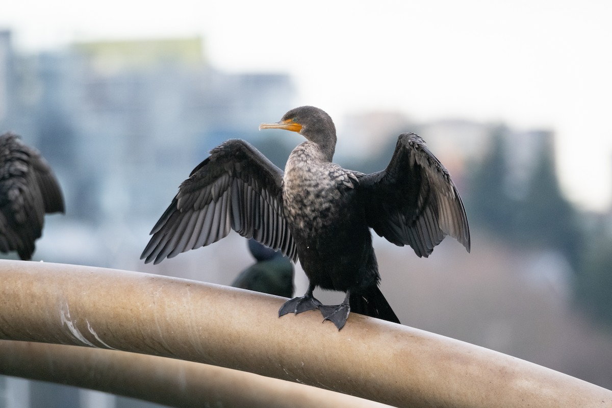 Double-crested Cormorant - Destiny Greig