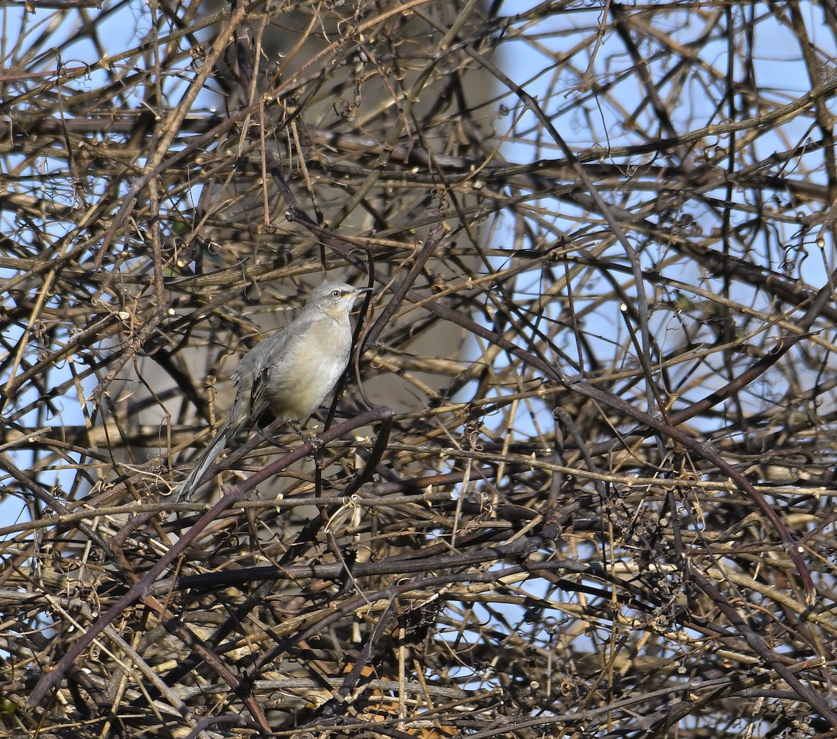 Northern Mockingbird - ML612340975