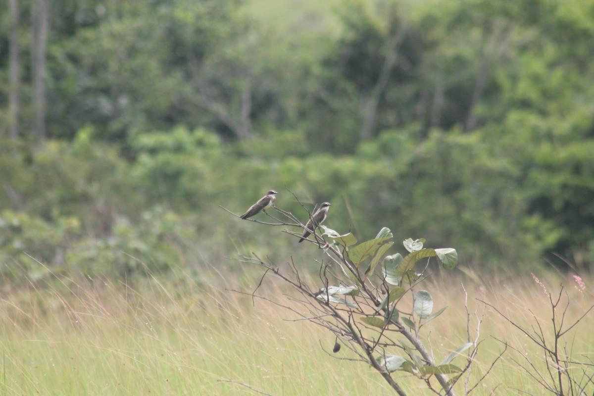 Banded Martin - Thibaut Totis