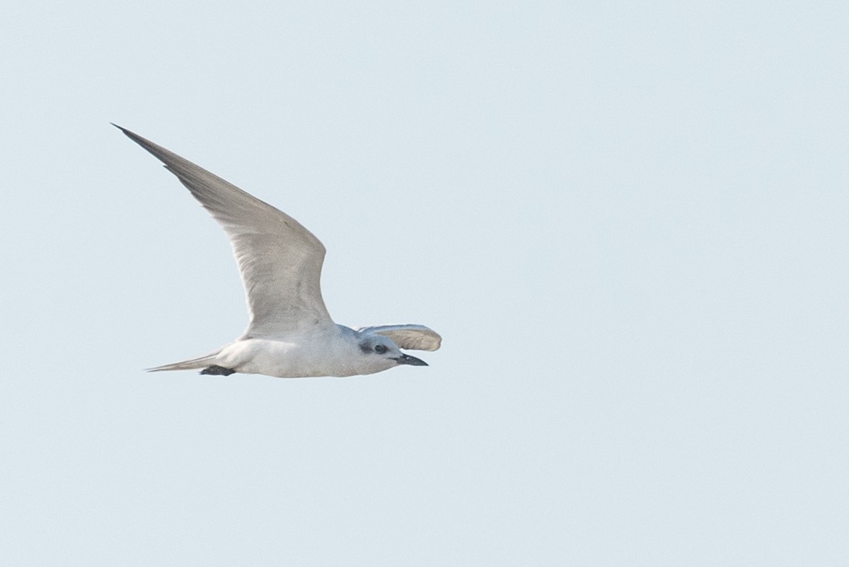 Gull-billed Tern - ML612341006