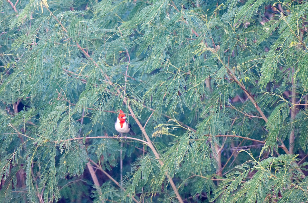 Red-crested Cardinal - ML612341013