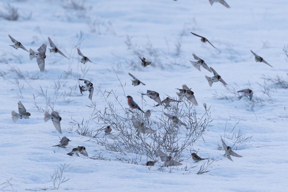 Common Redpoll - ML612341048