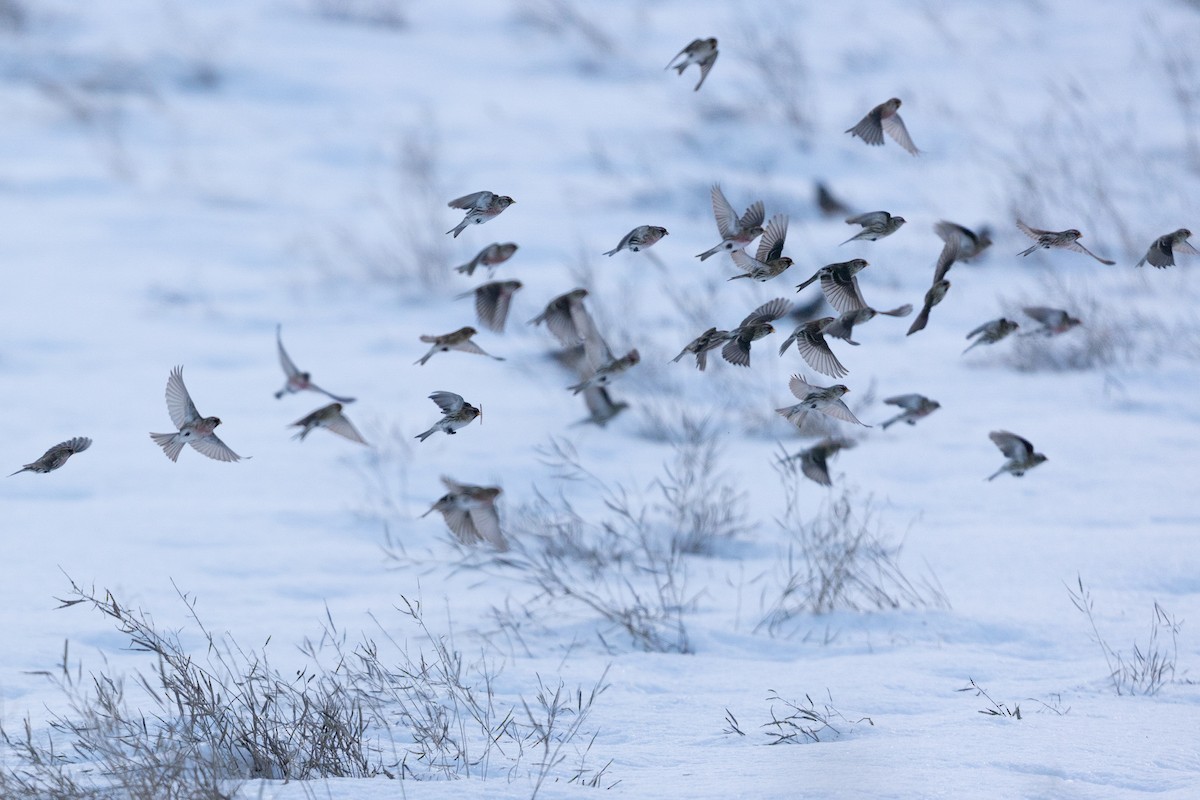 Common Redpoll - ML612341049