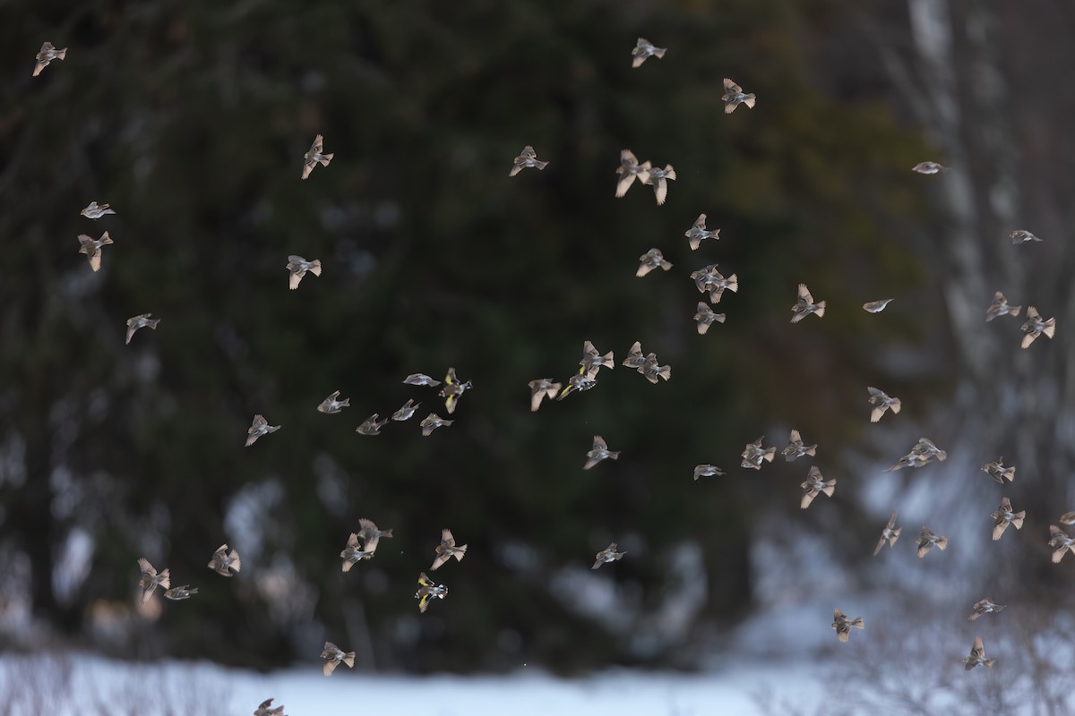 Common Redpoll - Arto Juvonen