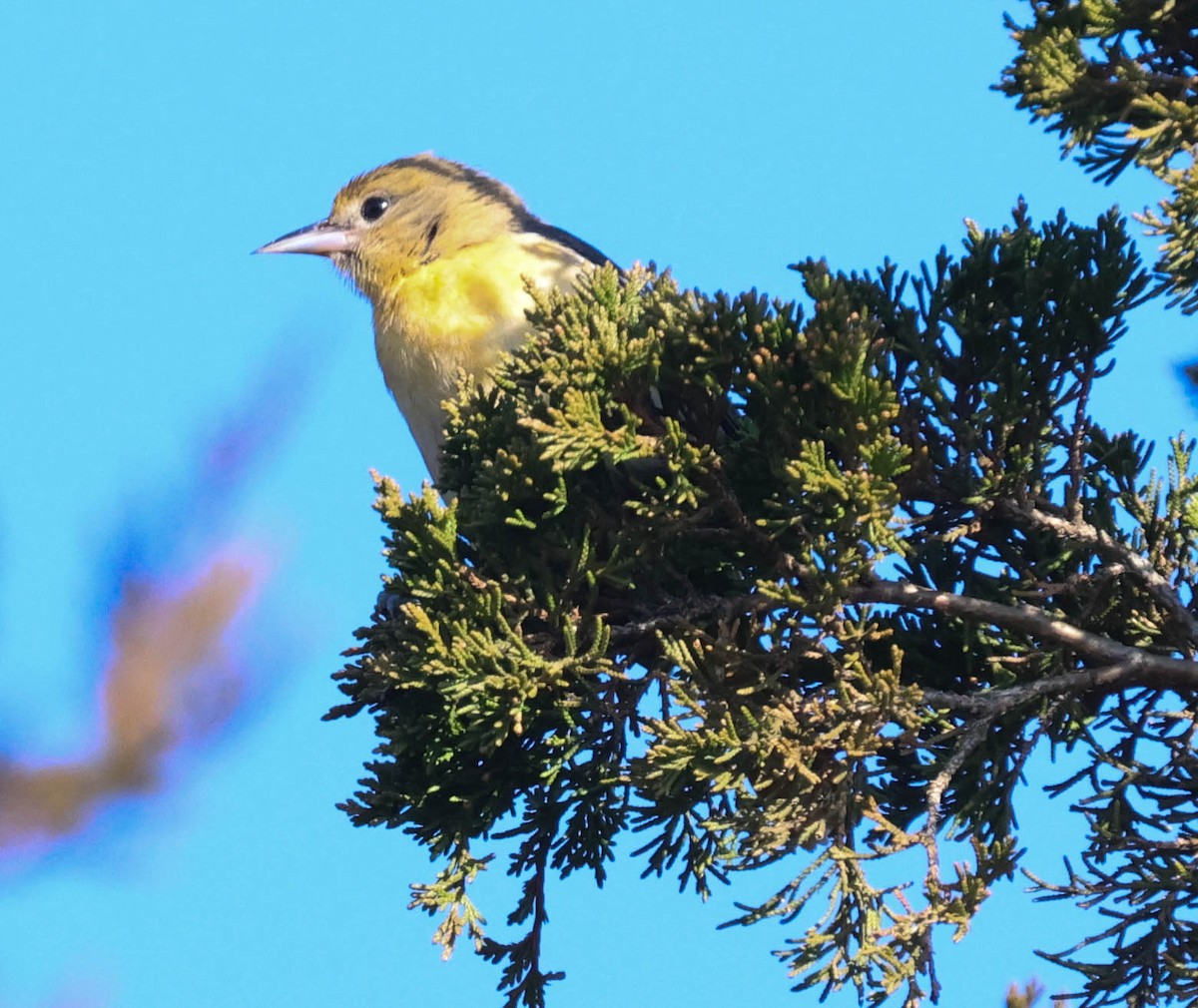 Baltimore Oriole - ML612341094