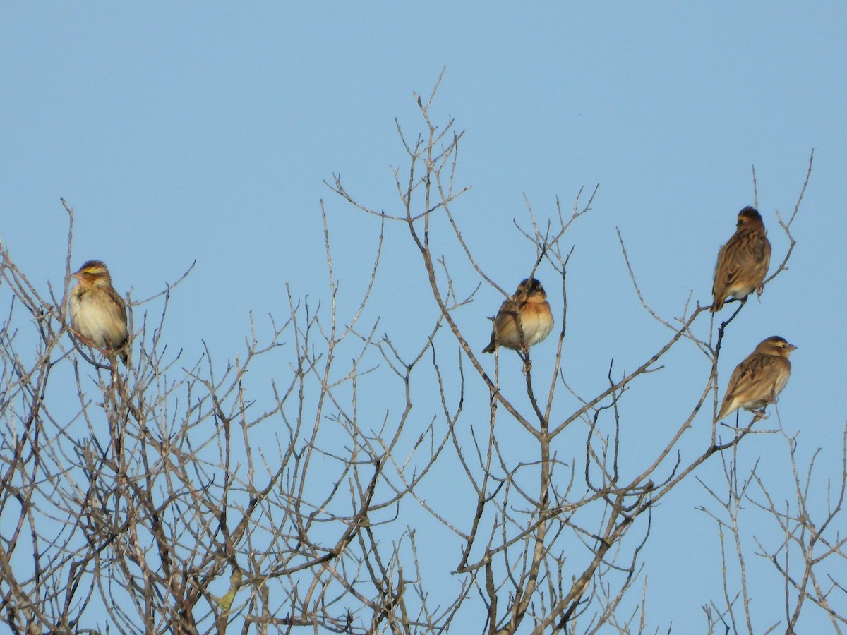 Yellow-crowned Bishop - ML612341114