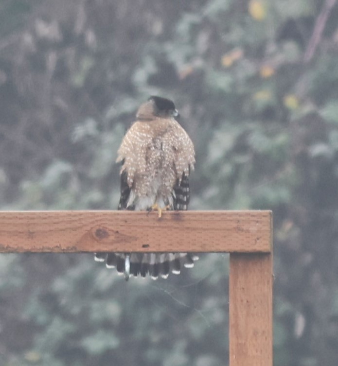 Cooper's Hawk - ML612341155