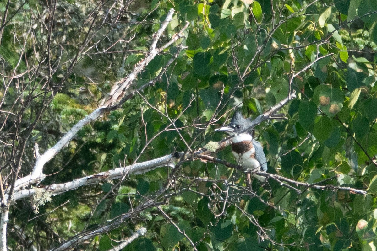 Belted Kingfisher - ML612341182