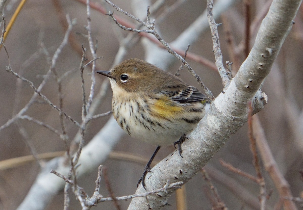 Yellow-rumped Warbler (Myrtle) - ML612341266