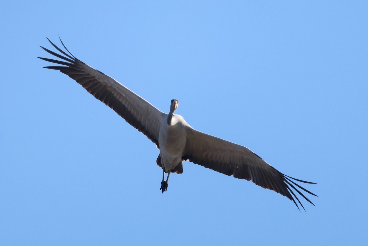 Common Crane - ML612341278