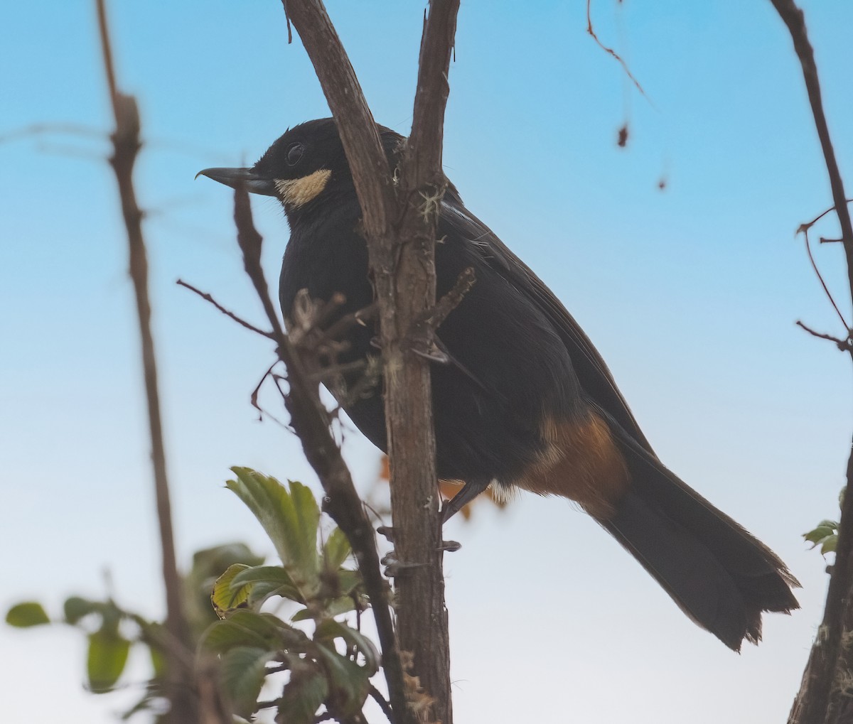 Moustached Flowerpiercer - ML612341454