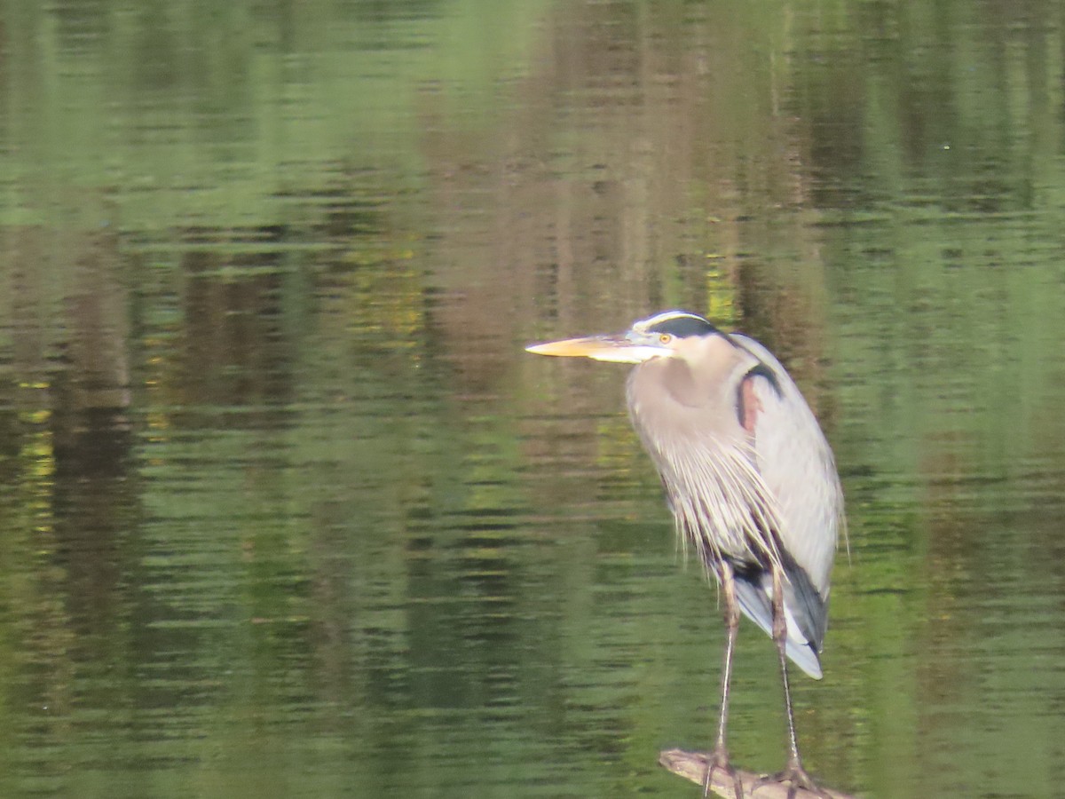 Great Blue Heron - ML612341477