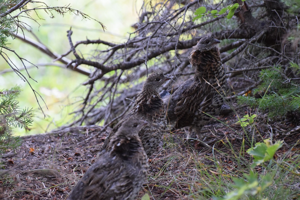 Ruffed Grouse - ML612341494