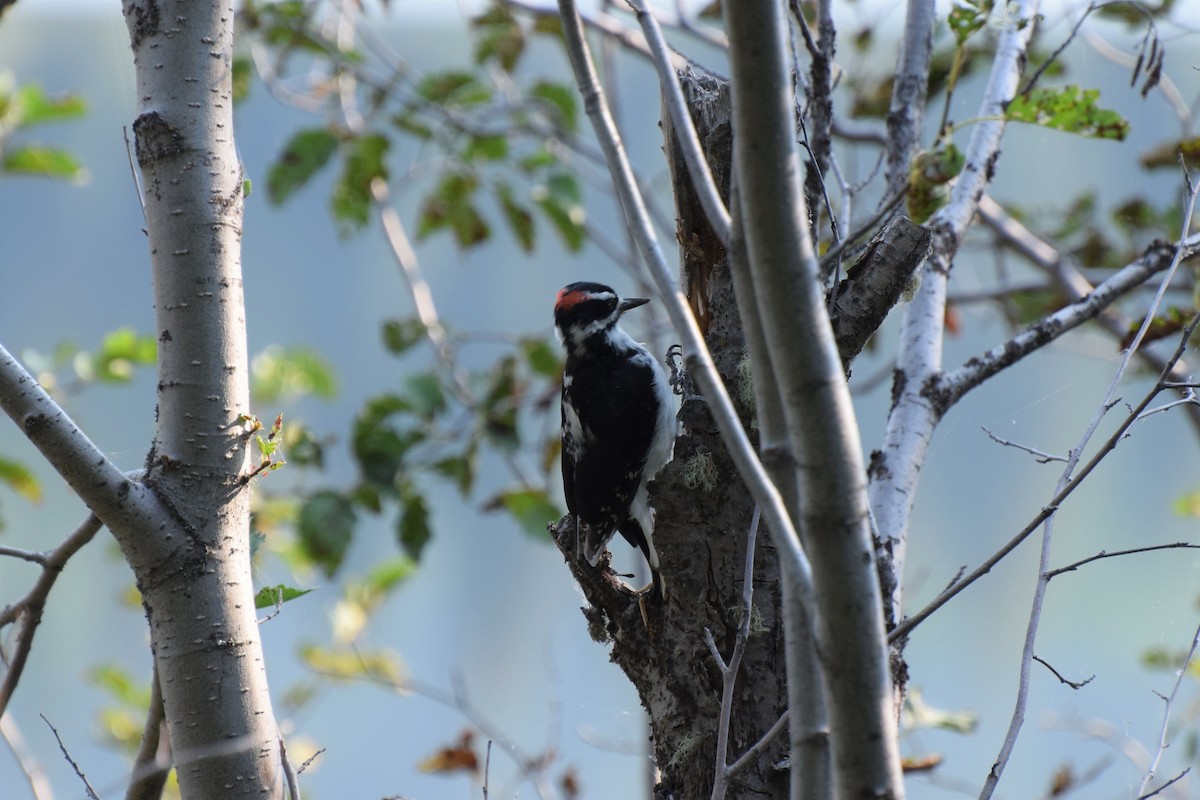 Hairy Woodpecker - ML612341538