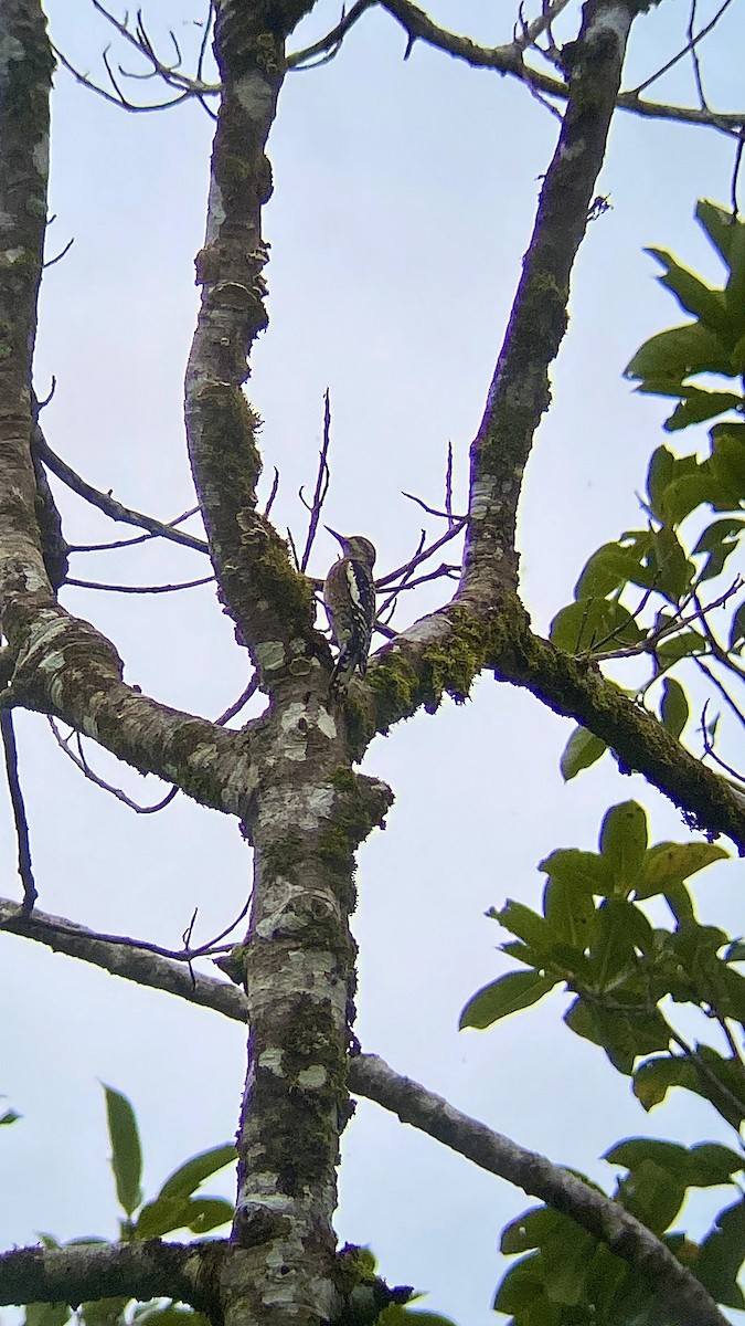 Yellow-bellied Sapsucker - Jordi Busto